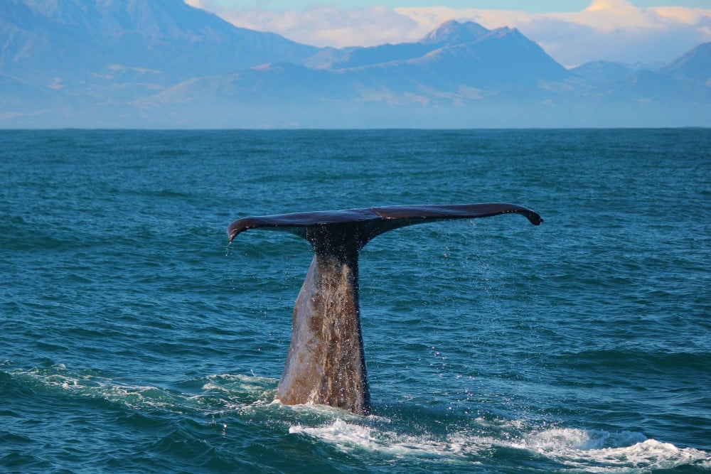 WHALE WATCING IN KAIKOURA, NEW ZEALAND